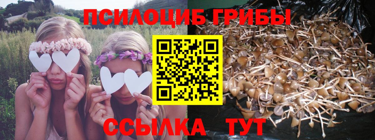 Галлюциногенные грибы Psilocybe  Вход с VPN  Железногорск 